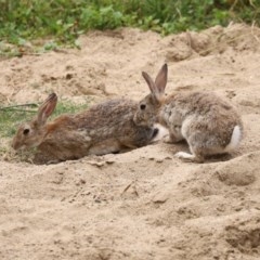 Oryctolagus cuniculus (European Rabbit) at National Zoo and Aquarium - 14 Dec 2020 by RodDeb