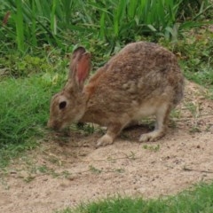 Oryctolagus cuniculus at Molonglo Valley, ACT - 14 Dec 2020