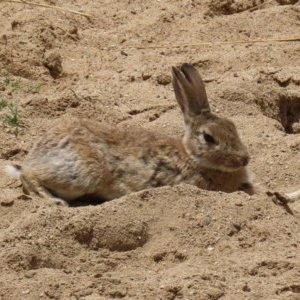 Oryctolagus cuniculus at Molonglo Valley, ACT - 14 Dec 2020