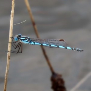 Austrolestes annulosus at Molonglo Valley, ACT - 14 Dec 2020