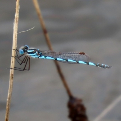 Austrolestes annulosus (Blue Ringtail) at Molonglo Valley, ACT - 13 Dec 2020 by RodDeb