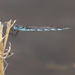 Austrolestes annulosus at Molonglo Valley, ACT - 14 Dec 2020