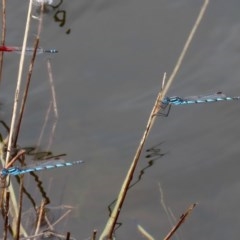 Austrolestes annulosus at Molonglo Valley, ACT - 14 Dec 2020