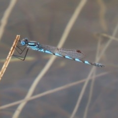 Austrolestes annulosus at Molonglo Valley, ACT - 14 Dec 2020