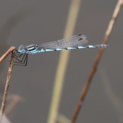 Austrolestes annulosus at Molonglo Valley, ACT - 14 Dec 2020