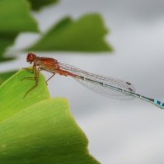 Xanthagrion erythroneurum (Red & Blue Damsel) at National Arboretum Forests - 13 Dec 2020 by RodDeb