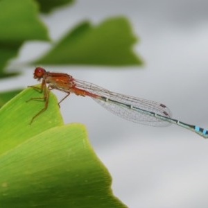 Xanthagrion erythroneurum at Molonglo Valley, ACT - 14 Dec 2020 10:52 AM