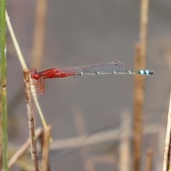 Xanthagrion erythroneurum at Molonglo Valley, ACT - 14 Dec 2020 10:52 AM