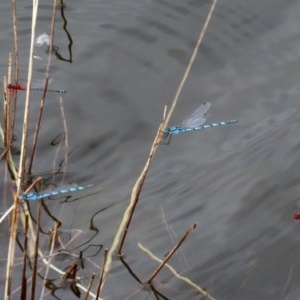 Xanthagrion erythroneurum at Molonglo Valley, ACT - 14 Dec 2020 10:52 AM