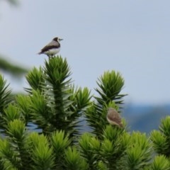 Epthianura albifrons (White-fronted Chat) at National Arboretum Forests - 14 Dec 2020 by RodDeb