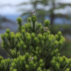 Epthianura albifrons at Yarralumla, ACT - 14 Dec 2020