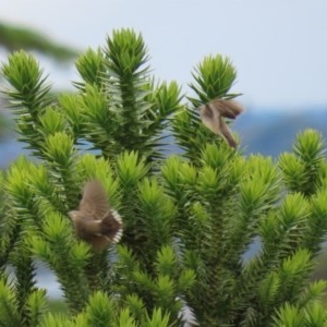 Epthianura albifrons at Yarralumla, ACT - 14 Dec 2020