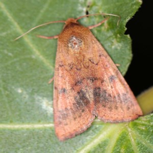 Australothis rubrescens at O'Connor, ACT - 14 Dec 2020 10:58 PM