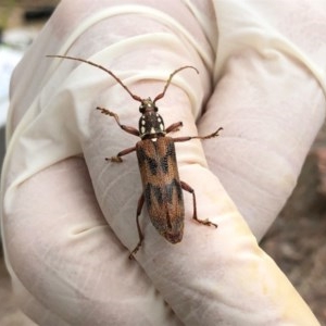 Strongylurus cretifer at Dunlop, ACT - 15 Dec 2020