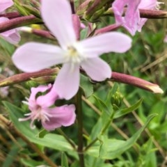 Saponaria officinalis at Holt, ACT - 15 Dec 2020