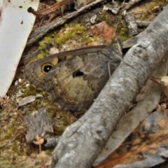 Geitoneura klugii (Marbled Xenica) at Tuggeranong DC, ACT - 15 Dec 2020 by JohnBundock