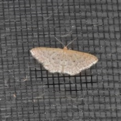 Idaea philocosma (Flecked Wave) at Wanniassa, ACT - 14 Dec 2020 by JohnBundock