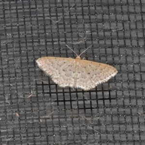 Idaea philocosma at Wanniassa, ACT - 14 Dec 2020