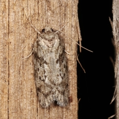 Philobota philostaura (A Concealer moth (Philobota group)) at Melba, ACT - 18 Nov 2020 by kasiaaus