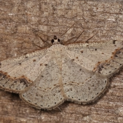 Taxeotis intextata (Looper Moth, Grey Taxeotis) at Melba, ACT - 18 Nov 2020 by kasiaaus