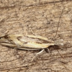 Thema macroscia (A concealer moth) at Melba, ACT - 18 Nov 2020 by kasiaaus