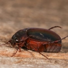 Colpochila sp. (genus) (Scarab or Chafer) at Melba, ACT - 18 Nov 2020 by kasiaaus