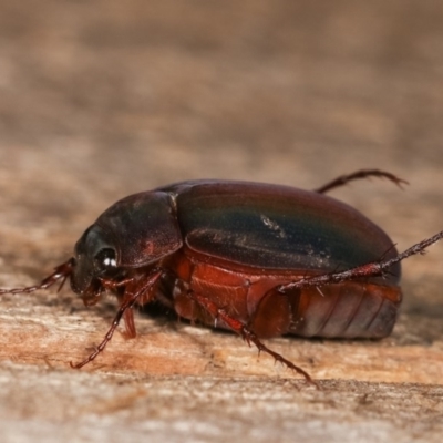 Melolonthinae (subfamily) (Cockchafer) at Melba, ACT - 18 Nov 2020 by kasiaaus