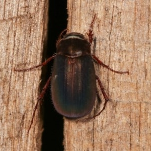 Melolonthinae (subfamily) at Melba, ACT - 18 Nov 2020 09:14 PM