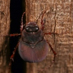 Colpochila sp. (genus) at Melba, ACT - 18 Nov 2020