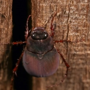 Melolonthinae (subfamily) at Melba, ACT - 18 Nov 2020 09:14 PM