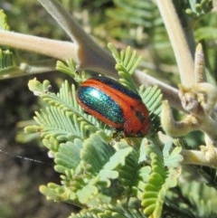 Calomela curtisi (Acacia leaf beetle) at Theodore, ACT - 30 Sep 2018 by Owen