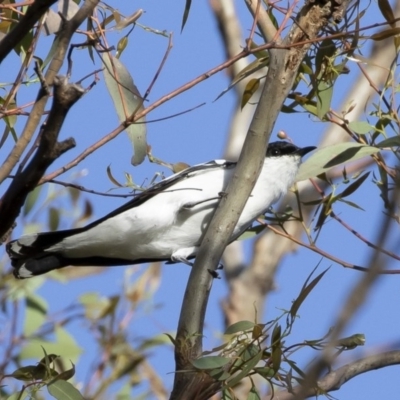 Lalage tricolor (White-winged Triller) at Michelago, NSW - 16 Nov 2020 by Illilanga