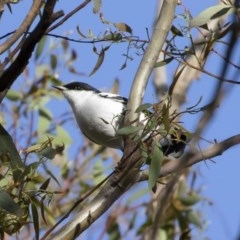 Lalage tricolor at Michelago, NSW - 17 Nov 2020