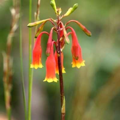 Blandfordia nobilis (Christmas Bells) at Morton National Park - 15 Dec 2020 by Snowflake