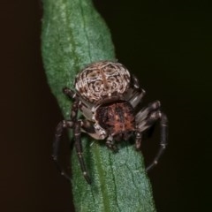 Cymbacha sp (genus) (A crab spider) at Melba, ACT - 18 Nov 2020 by kasiaaus