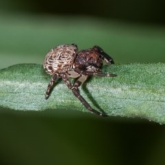 Cymbacha sp (genus) at Melba, ACT - 18 Nov 2020