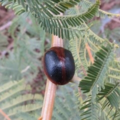 Dicranosterna immaculata (Acacia leaf beetle) at Theodore, ACT - 4 Oct 2018 by Owen