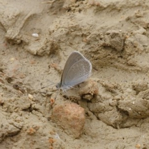 Zizina otis at Michelago, NSW - 15 Dec 2020