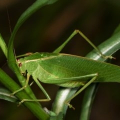 Caedicia simplex (Common Garden Katydid) at Melba, ACT - 18 Nov 2020 by kasiaaus