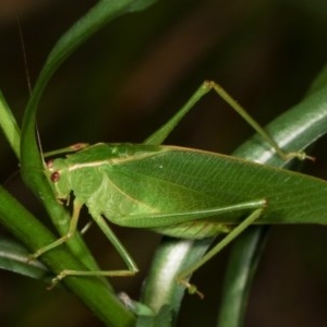 Caedicia simplex at Melba, ACT - 18 Nov 2020