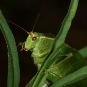 Caedicia simplex at Melba, ACT - 18 Nov 2020