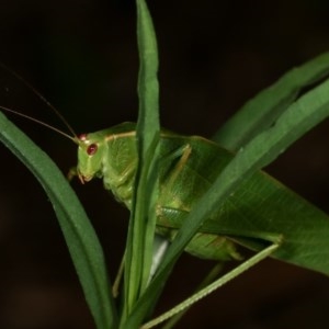 Caedicia simplex at Melba, ACT - 18 Nov 2020