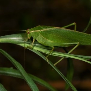 Caedicia simplex at Melba, ACT - 18 Nov 2020