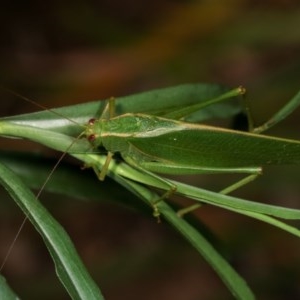 Caedicia simplex at Melba, ACT - 18 Nov 2020