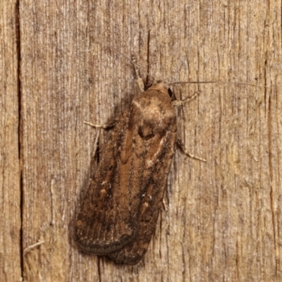 Athetis tenuis (Plain Tenuis Moth) at Melba, ACT - 18 Nov 2020 by kasiaaus