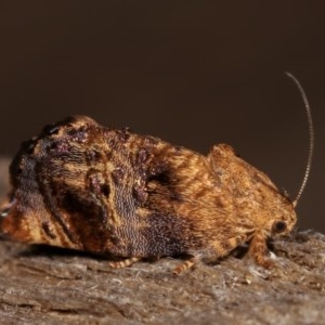 Peritropha oligodrachma at Melba, ACT - 18 Nov 2020 09:23 PM