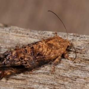 Peritropha oligodrachma at Melba, ACT - 18 Nov 2020 09:23 PM