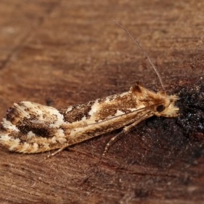 Moerarchis inconcisella (A tineid moth) at Melba, ACT - 18 Nov 2020 by kasiaaus