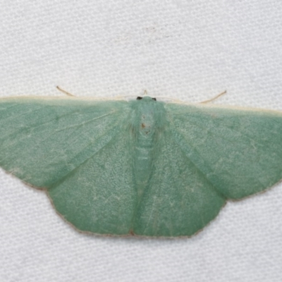 Prasinocyma semicrocea (Common Gum Emerald moth) at Melba, ACT - 18 Nov 2020 by kasiaaus