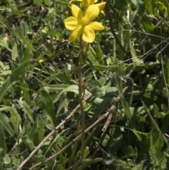 Bulbine bulbosa at Michelago, NSW - 22 Oct 2020 12:32 PM